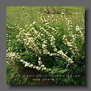 Sisyrinchium striatum ( Binsenlilie)2 (le jardin de la poterie Hillen)